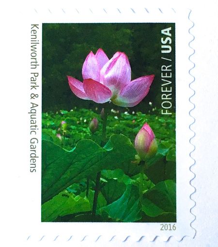 100 Lotus Flower Forever Stamps Unused Pink and Green Water Lily Postage Forever Stamps for Mailing